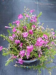 PHLOX SUBULATA(Yayılıcı Floks) BİTKİSİ - Thumbnail