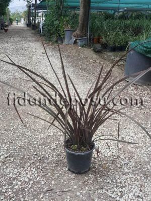 PHORMIUM TENAX ATROPURPUREUM (Kırmızı Yeni Zelanda keteni) - 