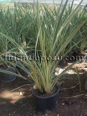 PHORMIUM TENAX VARIEGATA (Alacalı Yeni Zelanda keteni) - 