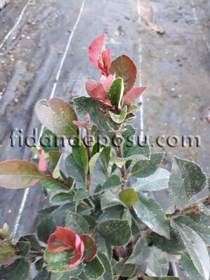 PHOTINIA FRASERI 'LITTLE RED ROBIN' (Bodur alev çalısı) BİTKİSİ - 