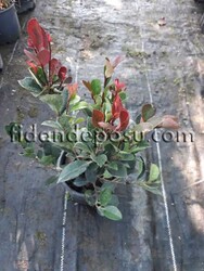 PHOTINIA FRASERI 'LITTLE RED ROBIN' (Bodur alev çalısı) BİTKİSİ - 2