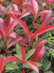 PHOTINIA FRASERI RED ROBIN (Alev çalısı) - 2