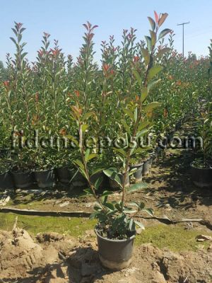 PHOTINIA FRASERI RED ROBIN (Alev çalısı) - 