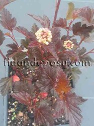 PHYSOCARPUS OPULIFOLIUS DIABOLO (Dokuzkabuk çalısı,Ninebark)BİTKİSİ - 1
