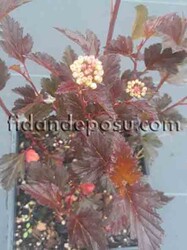 PHYSOCARPUS OPULIFOLIUS DIABOLO (Dokuzkabuk çalısı,Ninebark)BİTKİSİ - Thumbnail