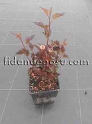 PHYSOCARPUS OPULIFOLIUS DIABOLO (Dokuzkabuk çalısı,Ninebark)BİTKİSİ - 2