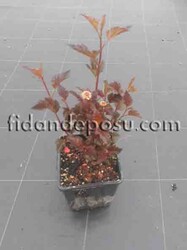 PHYSOCARPUS OPULIFOLIUS DIABOLO (Dokuzkabuk çalısı,Ninebark)BİTKİSİ - Thumbnail