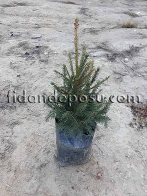PICEA EXCELSA (Batı ladini) BİTKİSİ - 