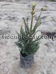 PICEA EXCELSA (Batı ladini) BİTKİSİ - 2