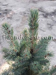 PICEA PUNGENS GLAUCA (Mavi ladin) BİTKİSİ - 1