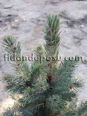 PICEA PUNGENS GLAUCA (Mavi ladin) BİTKİSİ - 