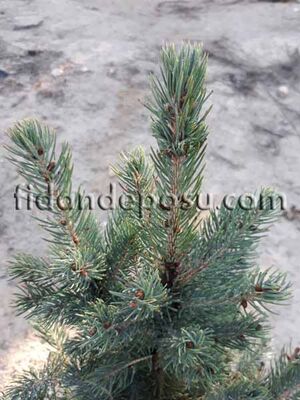  - PICEA PUNGENS GLAUCA (Mavi ladin) BİTKİSİ