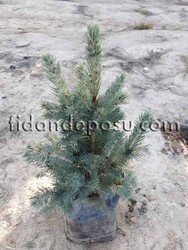 PICEA PUNGENS GLAUCA (Mavi ladin) BİTKİSİ - 2