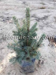 PICEA PUNGENS GLAUCA (Mavi ladin) BİTKİSİ - Thumbnail