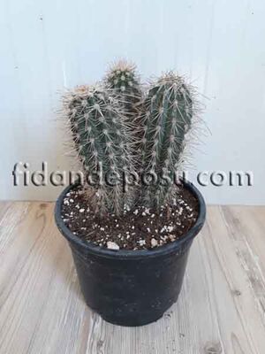  - PİLOSOCEREUS GOUNELLEİ BİTKİSİ