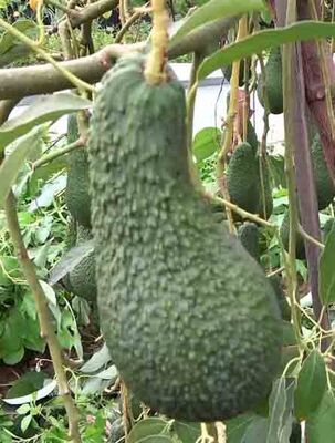 PİNKERTON AVOKADO FİDANI - 