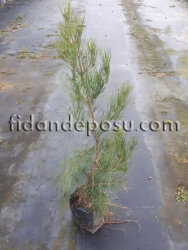 PINUS BRUTİA (Kızılçam)BİTKİSİ - 2