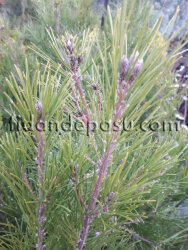 PINUS BRUTİA (Kızılçam)BİTKİSİ - 1
