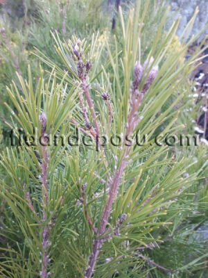 PINUS BRUTİA (Kızılçam)BİTKİSİ - 