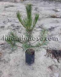 PINUS NIGRA (Karaçam) - Thumbnail