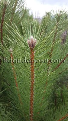  - PINUS NIGRA (Karaçam)