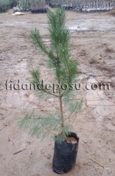PINUS NIGRA (Karaçam) - 2