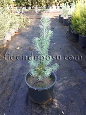  - PINUS PINEA (Fıstık çamı) BİTKİSİ