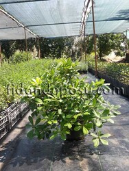 PITTOSPORUM TOBIRA NANA (Bodur pitos,bodur yıldız çalısı) BİTKİSİ - 1