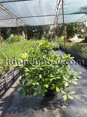  - PITTOSPORUM TOBIRA NANA (Bodur pitos,bodur yıldız çalısı) BİTKİSİ