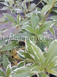 PITTOSPORUM TOBİRA VARIEGATA (Alacalı Yıldız çalısı) BİTKİSİ - Thumbnail