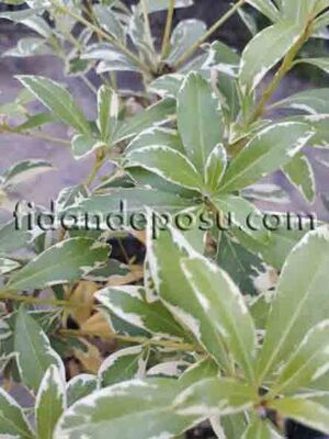 PITTOSPORUM TOBİRA VARIEGATA (Alacalı Yıldız çalısı) BİTKİSİ - 