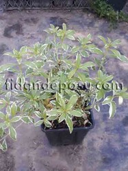 PITTOSPORUM TOBİRA VARIEGATA (Alacalı Yıldız çalısı) BİTKİSİ - Thumbnail