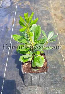 PITTOSPORUM TOBİRA(Yıldız çalısı) BİTKİSİ - 