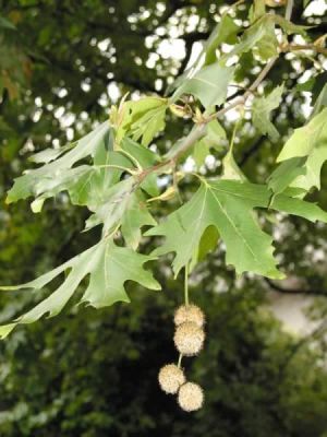  - PLATANUS ACERIFOLIA (Londra çınarı)