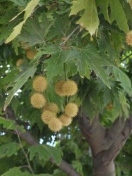 PLATANUS ACERIFOLIA (Londra çınarı) - 2