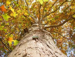 PLATANUS ACERIFOLIA (Londra çınarı) - Thumbnail