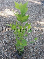 PLATANUS OCCIDENTALIS (Batı çınarı) BİTKİSİ - 