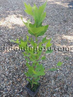 PLATANUS OCCIDENTALIS (Batı çınarı) BİTKİSİ - 