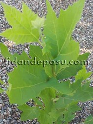 PLATANUS OCCIDENTALIS (Batı çınarı) BİTKİSİ - 2