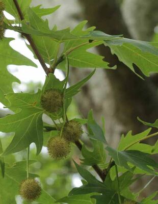 PLATANUS ORİENTALİS (Doğu çınarı) - 
