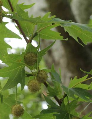  - PLATANUS ORİENTALİS (Doğu çınarı)