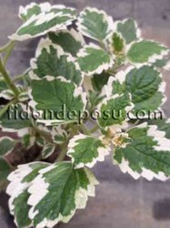 PLECTRANTHUS FRUTİCOSUS(Parlak Mustafa) BİTKİSİ - Thumbnail