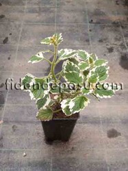 PLECTRANTHUS FRUTİCOSUS(Parlak Mustafa) BİTKİSİ - Thumbnail