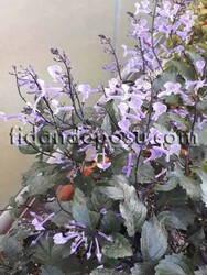PLECTRANTHUS'MONA LAVANDER'(Mona lavander çiçeği) BİTKİSİ - 2