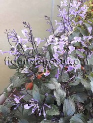 PLECTRANTHUS'MONA LAVANDER'(Mona lavander çiçeği) BİTKİSİ - Thumbnail