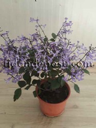 PLECTRANTHUS'MONA LAVANDER'(Mona lavander çiçeği) BİTKİSİ - 1