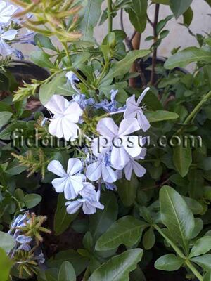 PLUMBAGO CAPENSIS (Mavi yasemin) BİTKİSİ - 