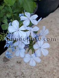 PLUMBAGO CAPENSIS (Mavi yasemin) BİTKİSİ - 2