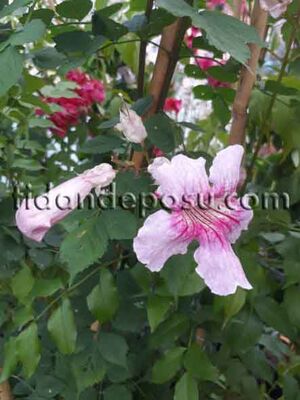 PODRANEA RİCASOLİANA(Pembe çiçekli Acem borusu) BİTKİSİ - 