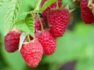 POLKA YEDİVEREN AHUDUDU FİDANI - 
